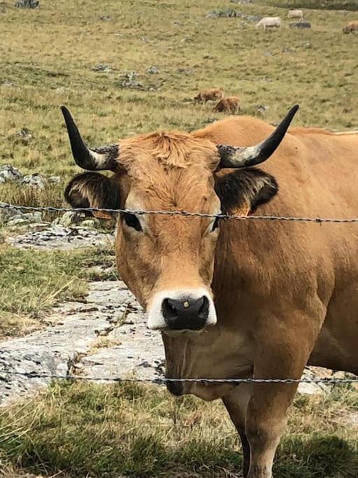 Buron Coeur D'Aubrac Villa Marchastel  Ngoại thất bức ảnh